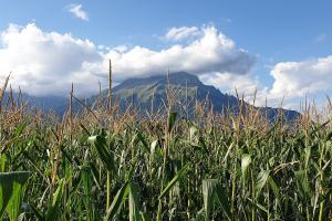 Revizuirea săptămânală a pieței de porumb din 2 octombrie 2023