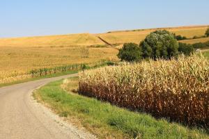 Turcia a înregistrat în 2023 o producție de cereale consistentă