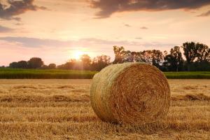 Analiza săptămânală a pieței grâului 29 septembrie – 6 octombrie 2023
