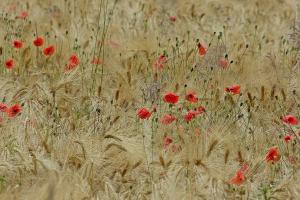 Cotațiile cerealelor s-au temperat înaintea raportului Wasde