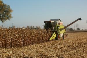 Strategie Grains crește estimarea recoltei de porumb din UE