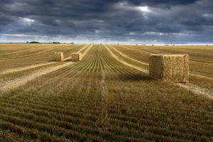 IGC scade producția globală de cereale, cu reduceri pentru porumb
