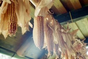 Se dublează volumul cerealelor ucrainene ce tranzitează România