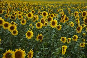 Bulgaria va acorda licențe pentru exporturile agricole ucrainene