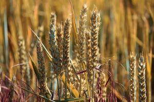 Reluarea activității coridorului temporar reduce prețul grâului Matif