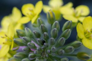 Randamente bune la rapița din România, Franța și Germania