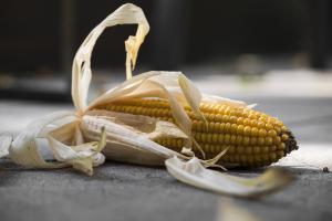 Analiza săptămânală a pieței de porumb 24 - 31octombrie