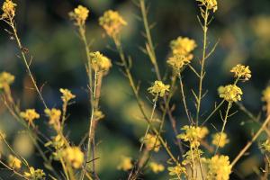 Cotațiile rapiței Matif resimt presiunea recoltei de canola