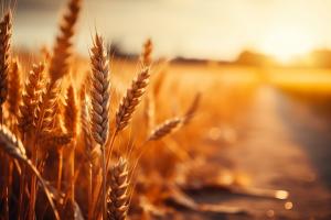 Cererea de grâu rusesc se redresează ușor