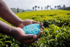 Analiza săptămânală a pieței de îngrășăminte - 31 ianuarie