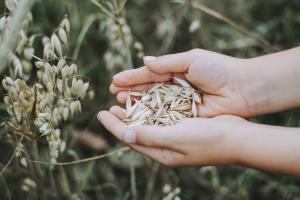 FAO revizuiește ascendent producția globală de cereale din 2023