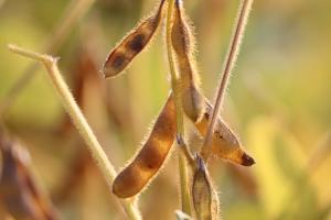 Oferta abundentă de soia pentru 2024 presează prețurile globale