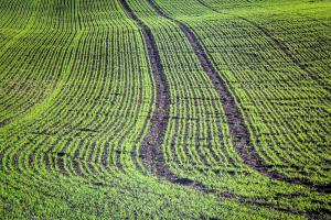 FAO distribuie semințe de grâu de primăvară fermierilor ucraineni