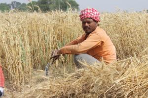 India ar putea reveni pe piață ca importator de grâu