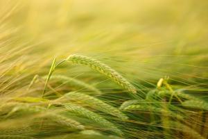 Lituania interzice tranzitul și importurile agricole din Rusia și Belarus