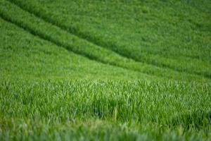 Strategie Grains reduce estimările recoltelor de grâu și orz din UE
