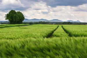 UE extinde măsurile privind mărfurile agricole ucrainene
