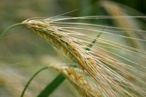 Prim-miniștrii Ucrainei și Poloniei - discuții despre comerțul agricol