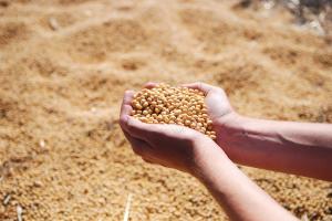 China ar putea reduce cererea de porumb și soia în acest an