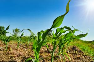 China poate crește producția la grâu și porumb în sezonul 2024/25