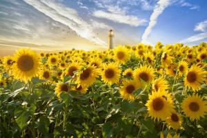 În regiunea Mării Negre va crește suprafața cultivată cu floarea soarelui 