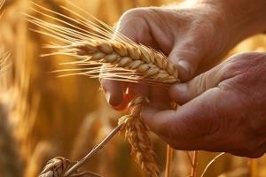 O altă prognoză în scădere pentru recolta de grâu din Rusia