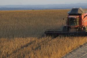 Reduceri la producția de porumb și soia din acest sezon în Brazilia 
