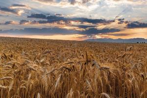 Prețurile cerealelor au intrat pe o traiectorie descendentă