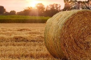 Prețurile globale ale grâului suferă sub presiunea recoltării