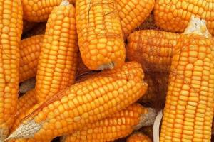 MIT din Iordania a rezervat grâu cu livrare în luna august