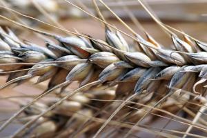 C.E. a crescut estimarea producției de grâu din Europa