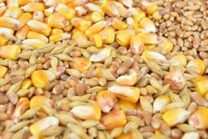 Moldova ar putea reintroduce licențe la importul de cereale