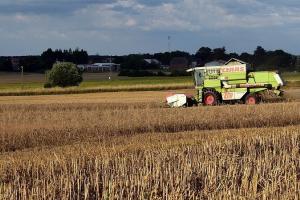 Fermitatea uleiurilor vegetale susține rapița MATIF 