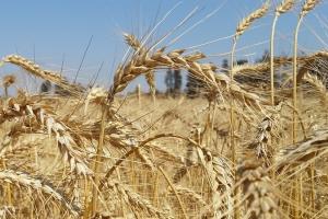 Serviciul AMIS al ONU crește ușor producția globală de grâu și porumb 