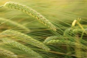 Creștere semnificativă a exporturilor de cereale ucrainene