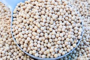 Actualizări la producția de porumb și soia din Argentina