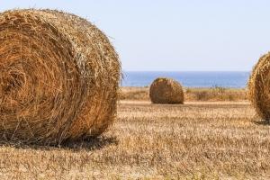 Starea culturilor agricole în Franța: grâul și orzul în scădere