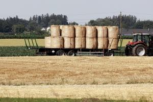 USDA a crescut producția mondială de grâu