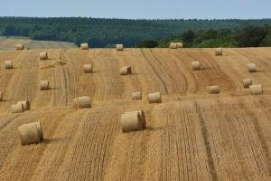 IGC crește estimarea producției globale de cereale la niveluri record