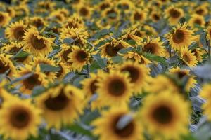 Prețurile pentru uleiul de floarea soarelui sunt în urcare