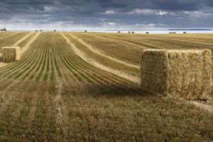 Volatilitatea își face apariția pe piața europeană a grâului