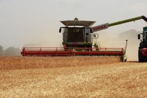 Cererea redusă de pe piață presează prețul grâului