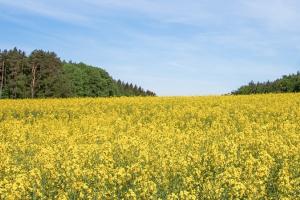 Rapița MATIF pierde susținerea de pe piața de canola din Canada