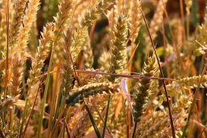 Cererea internațională oferă o anumită fermitate grâului MATIF  