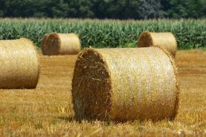 Analiza săptămânală a pieței grâului – 9 august 2024