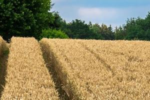 Franța va recolta cu 25% mai puțin grâu decât anul trecut 