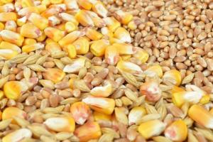 Consiliul Internațional al Cerealelor scade recolta de porumb din România 