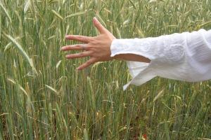 Rapoartele USDA arată că cererea de cereale ar trebui raționalizată