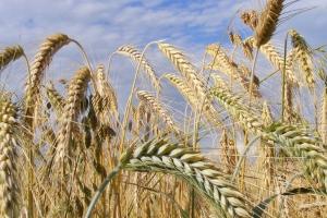Până în 2030, Rusia ar putea exporta anual 75 milioane tone de cereale