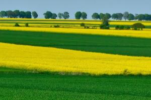 Creșteri la rapiță și grâu influențate de tensiuni globale și raportul USDA